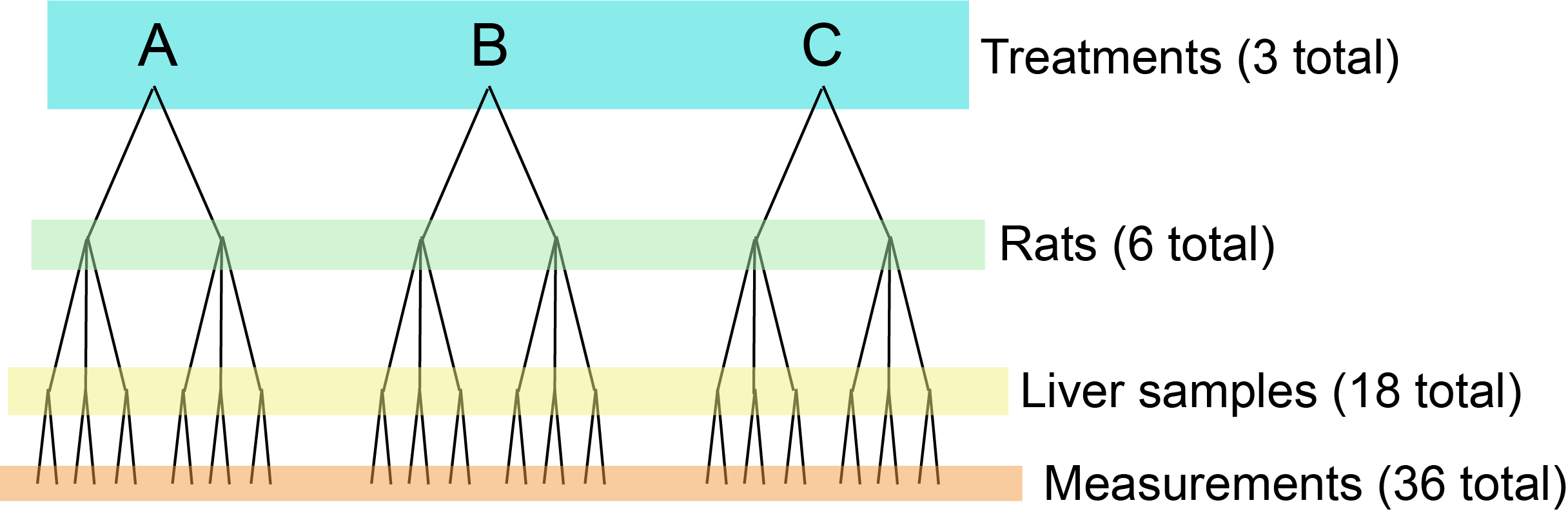 Nested design of the rat experiment.