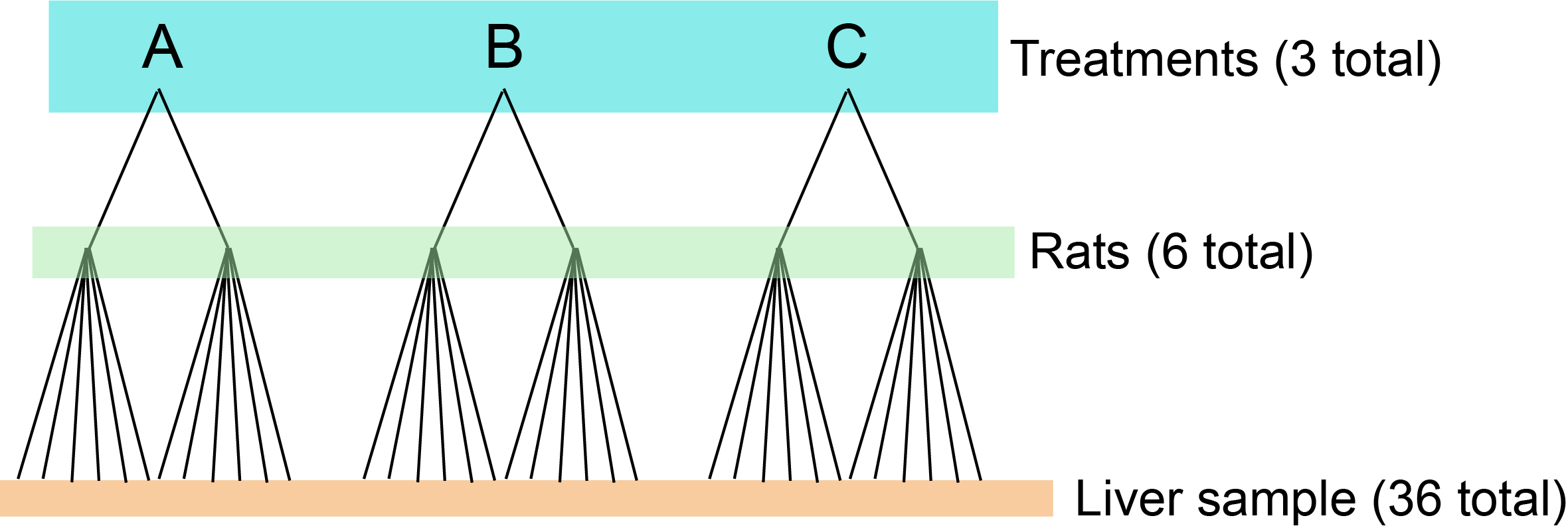 Nested design of the rat experiment.